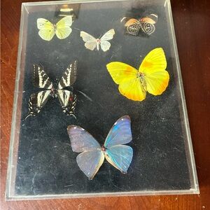 Multiple Butterflies Insect Taxidermy  Display. Real Butterfly Art